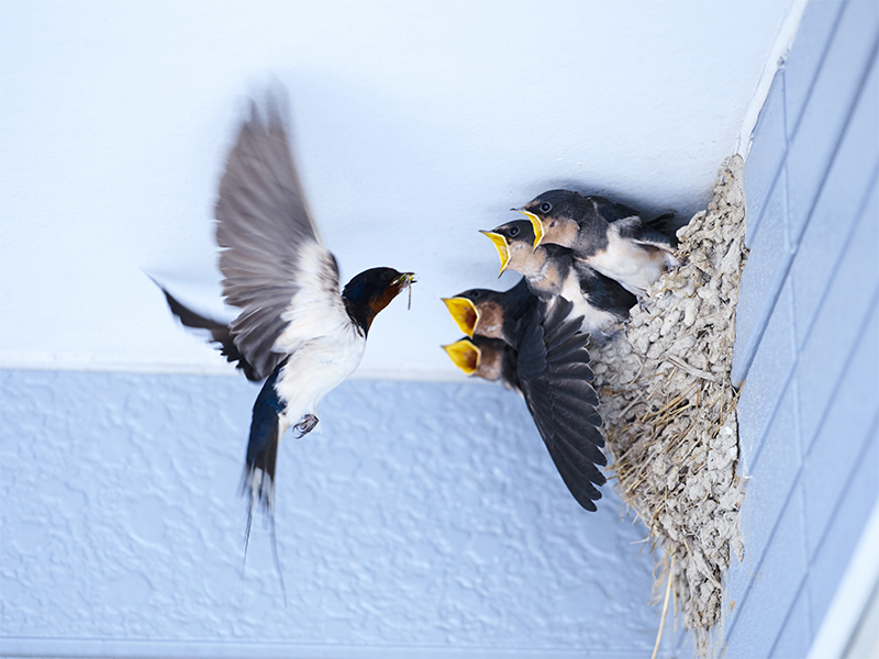 Swallow Proofing & Nest Removal