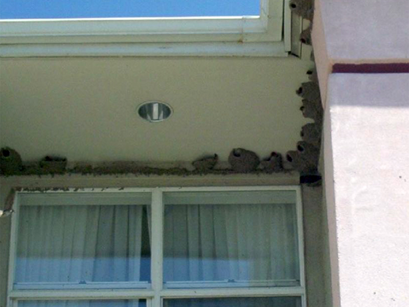 Swallow Proofing & Nest Removal